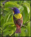 _6SB2424 painted bunting